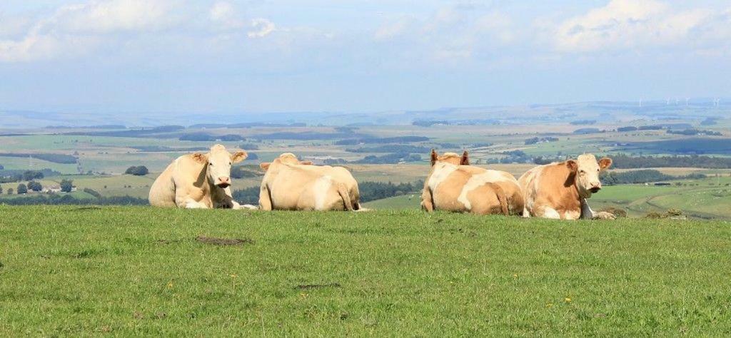 High Keenley Fell Farm Allendale Luaran gambar